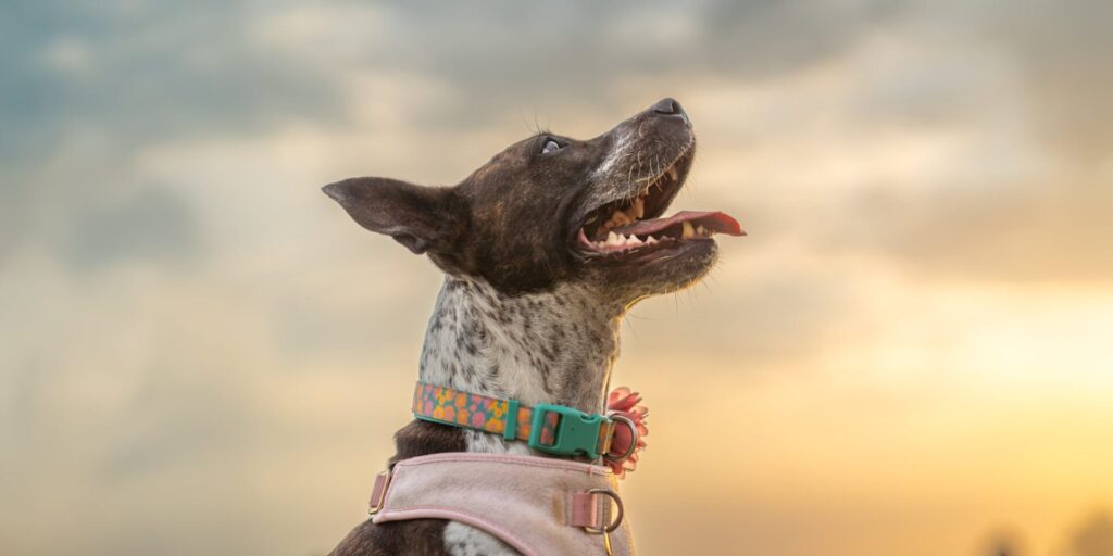 Câine cu blană scurtă, neagră cu pete albe, poartă un ham roz și un guler colorat cu model floral, privind în sus cu gura deschisă și limba scoasă. Fundalul arată un cer la apus, cu nuanțe calde de galben și gri, creând o atmosferă senină, de final de zi petrecut în aer liber.