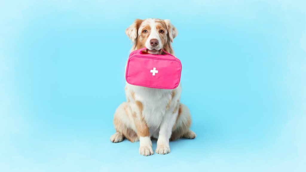 Câine cu blană lungă, albă și crem, stă așezat pe un fundal albastru deschis și ține în gură o trusă medicală roz, marcată cu o cruce albă. Privirea calmă și postura dreaptă sugerează disciplină și disponibilitate, într-un context vizual curat și jucăuș, asociat cu îngrijirea veterinară sau situațiile de prim ajutor.