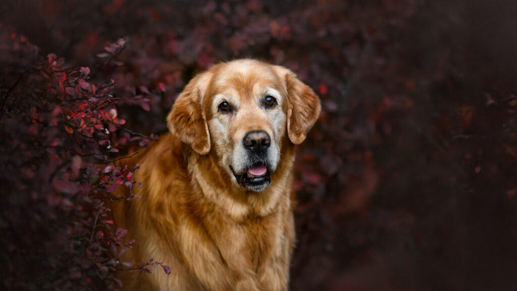 Câine senior din rasa Golden Retriever, cu blană arămie și bot grizonat, privește direct spre cameră cu o expresie blândă și atentă. Fundalul este alcătuit din frunziș în nuanțe de roșu închis și vișiniu, creând un contrast cald și autumnal.