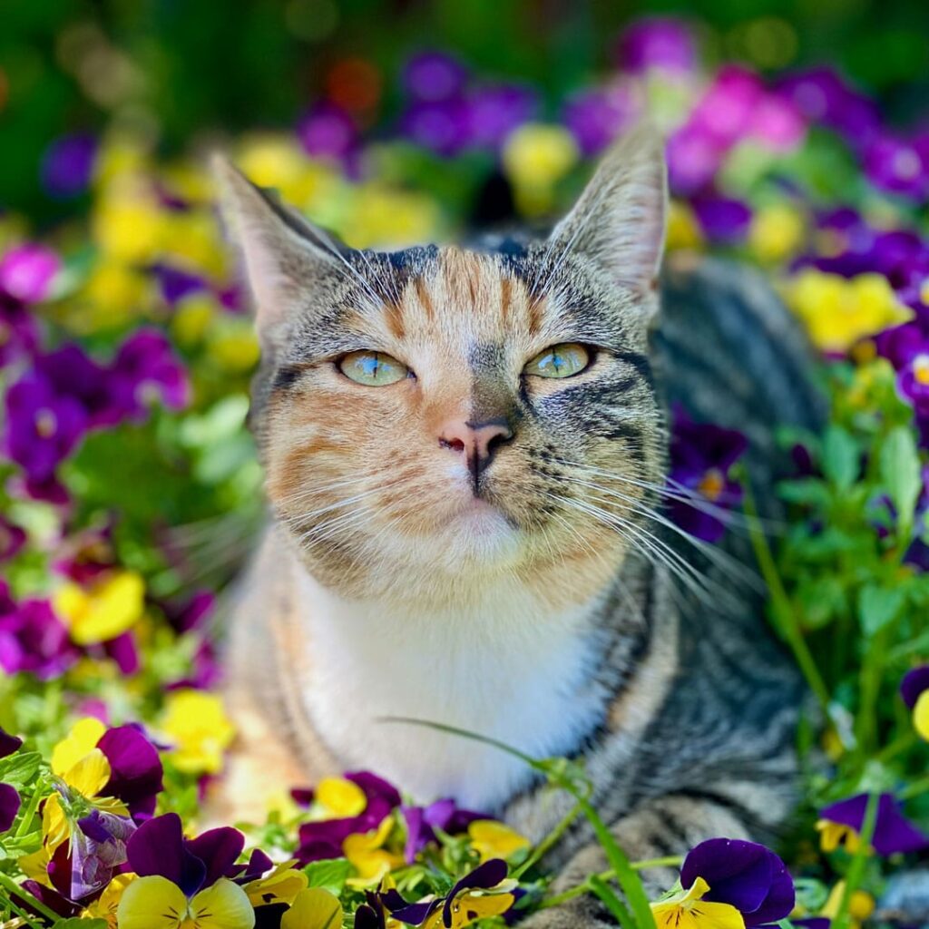 Pisică cu ochi verzi stând printre panseluțe colorate violet, galben și mov