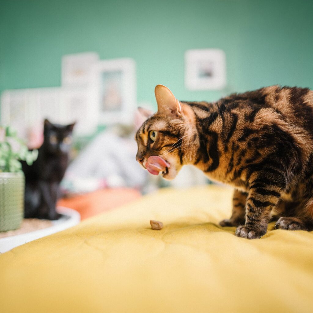 Pisică Bengal se linge pe bot lângă o bucățică de hrană, iar în fundal se vede o pisică neagră