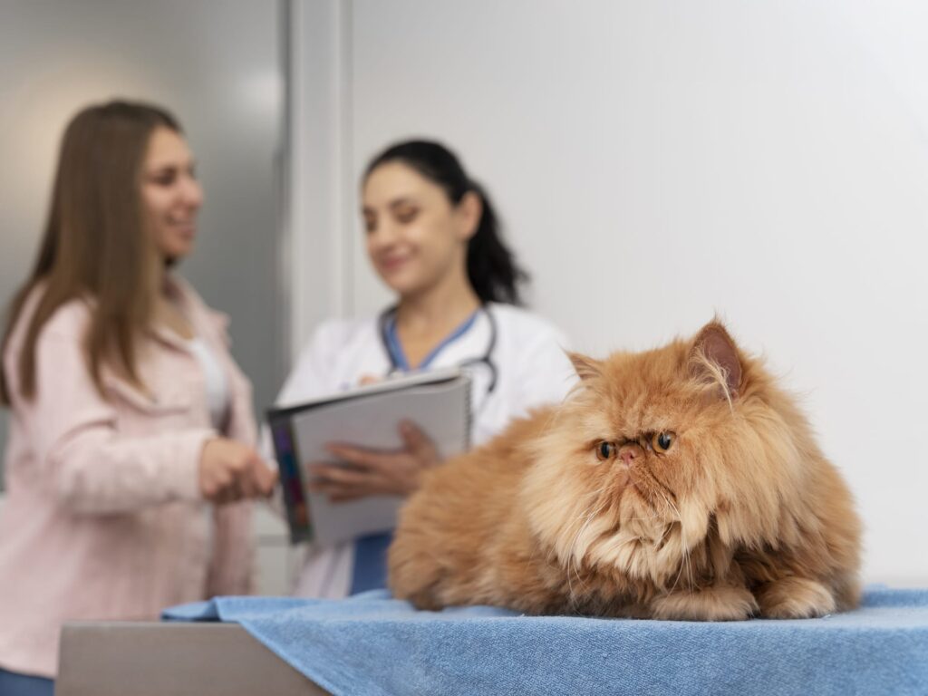 Pisică persană pe masa de consultație, în timp ce o veterinară discută cu proprietara în fundal