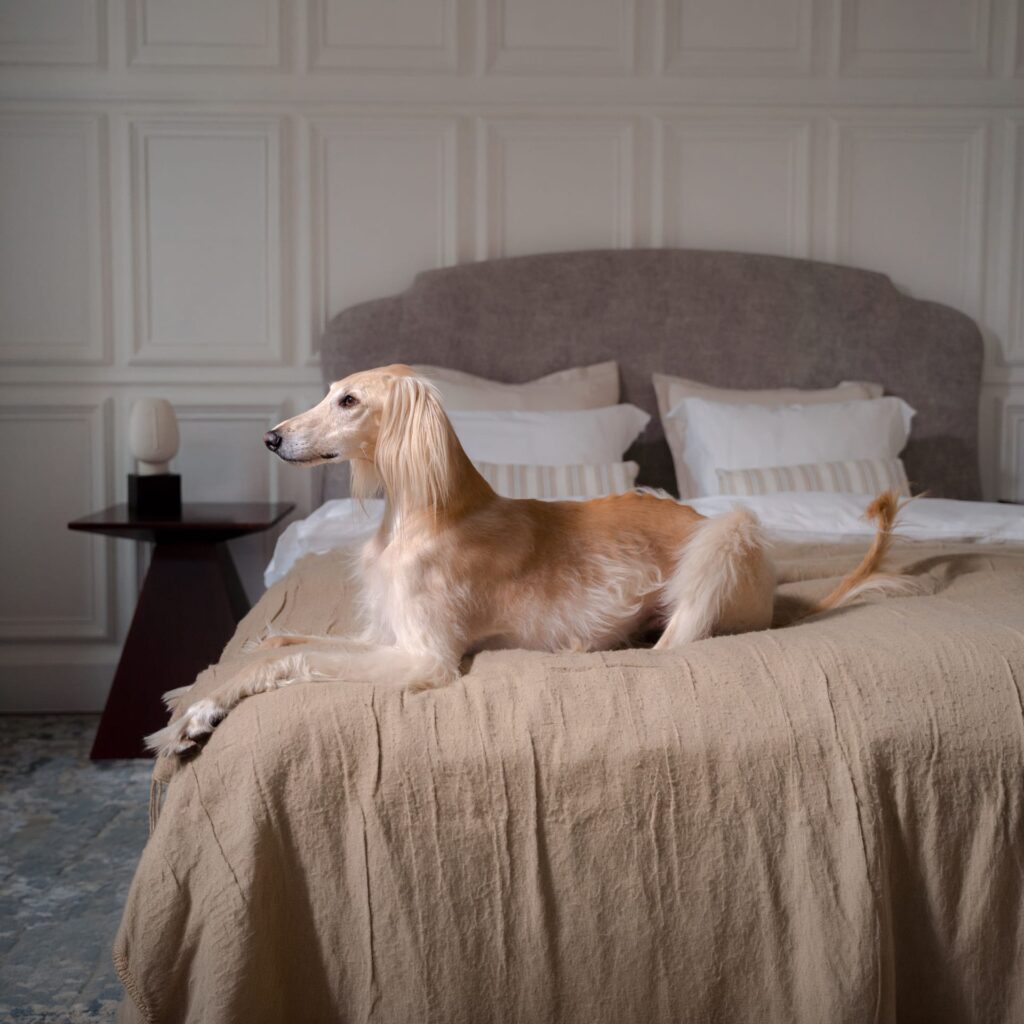 Un câine saluki cu blană deschisă la culoare stă întins pe un pat cu cuvertură bej, într-un dormitor elegant