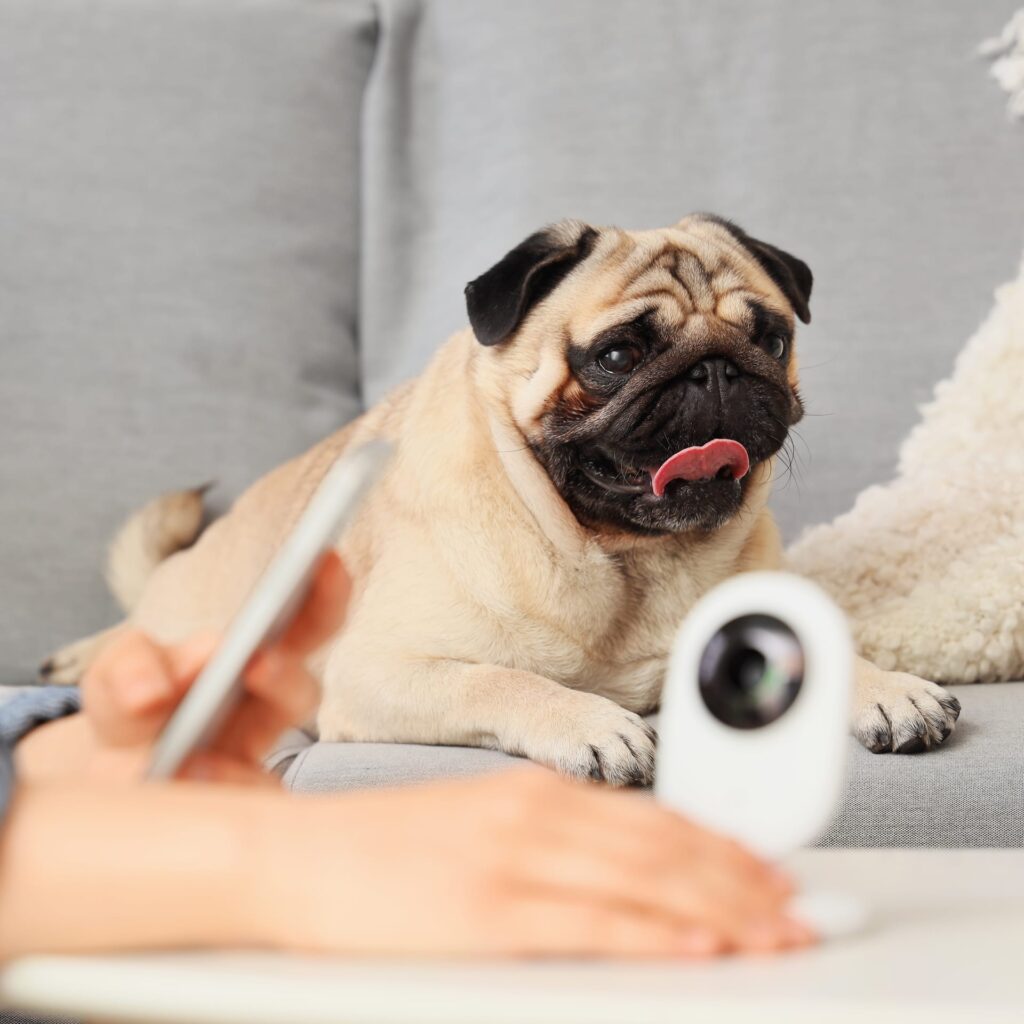 Un mops stă întins pe canapea lângă o cameră de monitorizare pentru animale de companie, în timp ce o persoană folosește telefonul