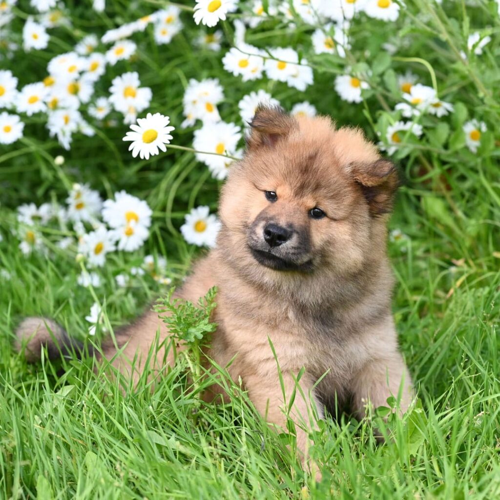 Pui de câine chow chow stând în iarbă, printre margarete albe