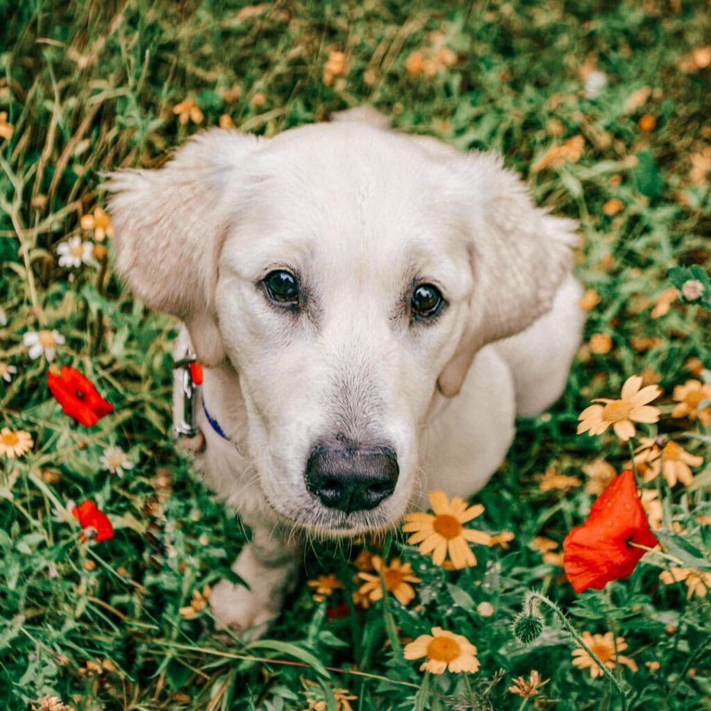Câine labrador alb stând într-o poiană cu maci roșii și flori galbene, privind în sus spre cameră