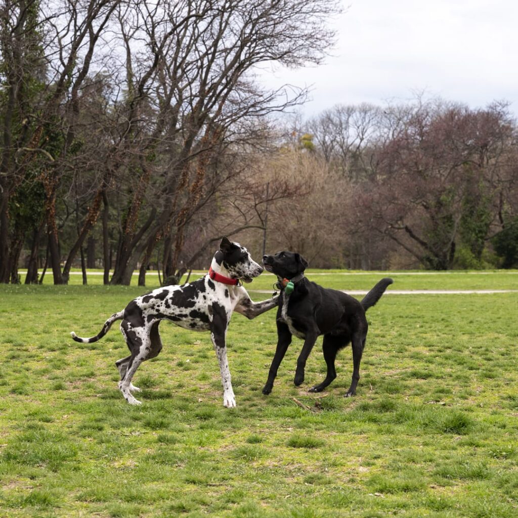 Un câine dalmatian și un câine negru se joacă față în față pe iarbă, într-un parc cu copaci desfrunziți