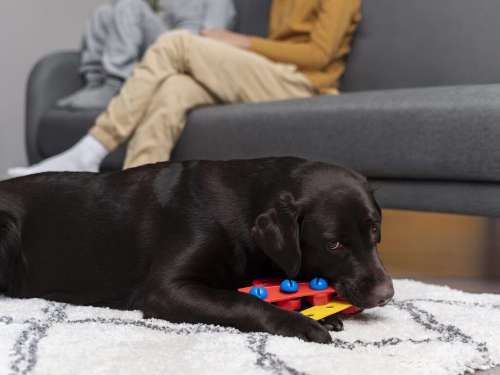 Câine labrador negru stă întins pe covor și roade o jucărie colorată, în timp ce oamenii stau pe canapea în spate