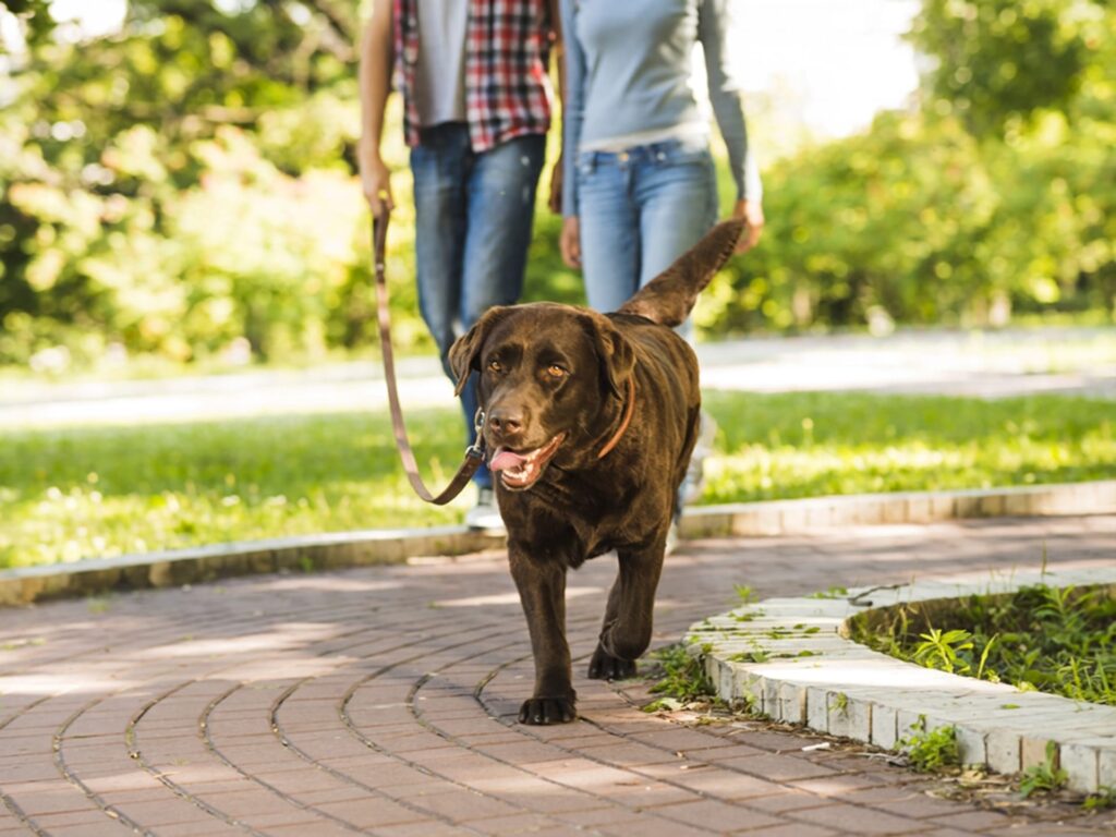 Un labrador maro plimbat în lesă de două persoane pe o alee din parc