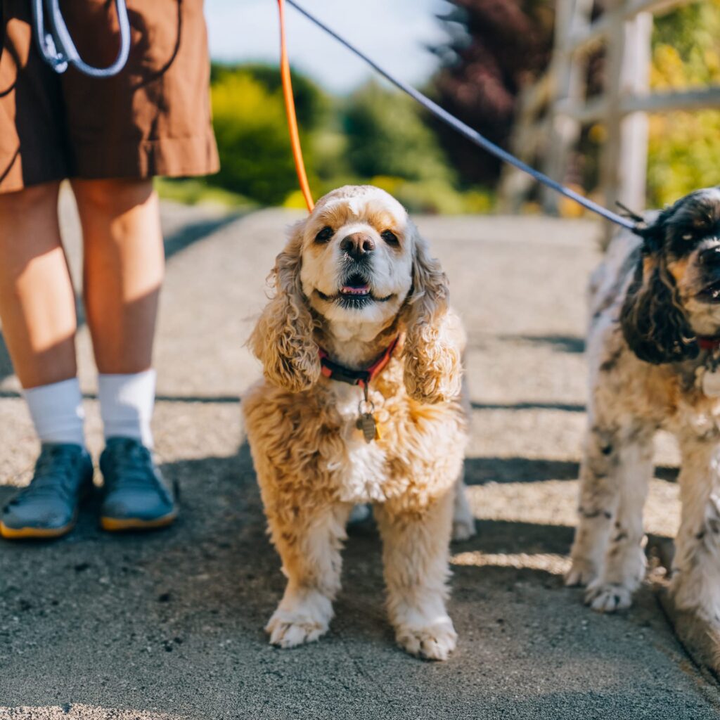 Cocker spaniel blond în lesă portocalie, plimbat pe o alee, alături de un alt câine
